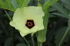 Okra Bloom Blossum South Carolina