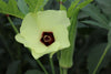 Okra Bloom Blossum South Carolina
