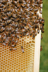 Lowcountry Bees & Honey 16 oz. Squeeze Bottle