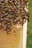 Lowcountry Bees & Honey 16 oz. Squeeze Bottle