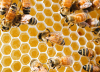 Lowcountry Bees & Honey 8 oz. Vintage Style Bottle